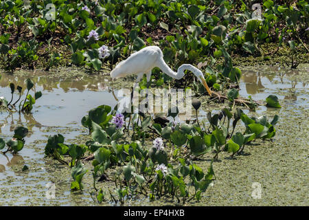 Great egret hunting among the water hyacinths and Salvina, Transpantanal Highway, Pantanal, Brazil Stock Photo