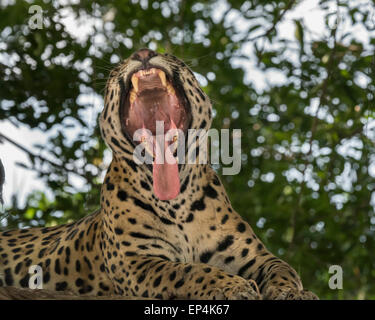 Say aaah.  Jaguar showing its tonsils, Rio Cuiaba, Pantanal, Brazil Stock Photo