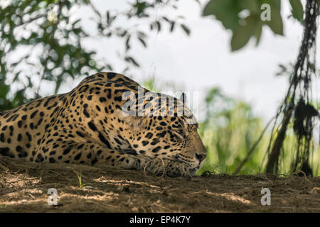 Getting sleepy. Jaguar on the banks of Rio Cuiaba, Pantanal, Brazil. Stock Photo