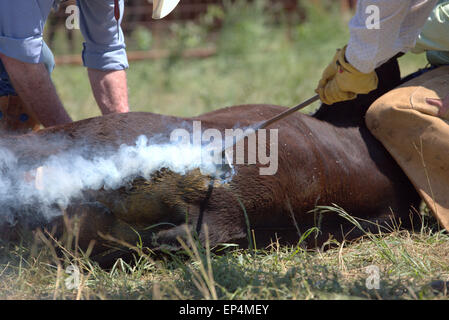 Branding calf Stock Photo