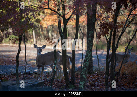 Deer in fall setting, Pennsylvania,USA Stock Photo