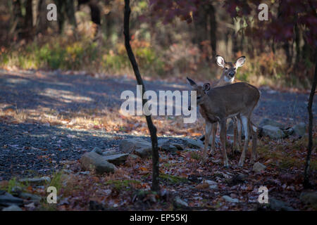 Deer in fall setting, Pennsylvania,USA Stock Photo