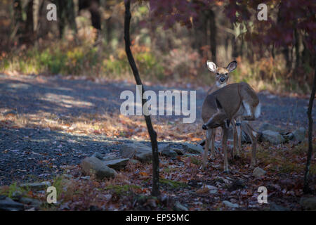 Deer in fall setting, Pennsylvania,USA Stock Photo