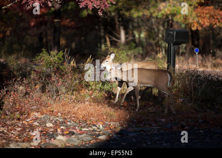 Deer in fall setting, Pennsylvania,USA Stock Photo