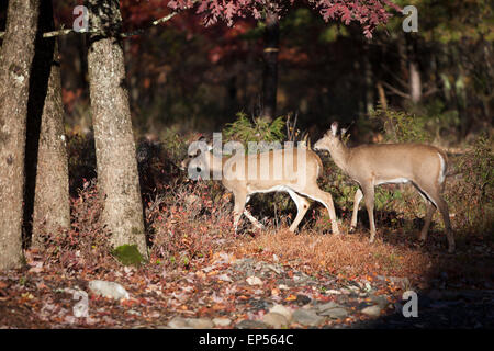 Deer in fall setting, Pennsylvania,USA Stock Photo