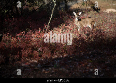 Deer in fall setting, Pennsylvania,USA Stock Photo