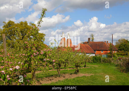 Picturesque Oast Houses and Apple Blossom Kent, UK, England, Britain, GB Traditional Kent countryside scene. Typical Kentish scenery. Kent Oast Stock Photo