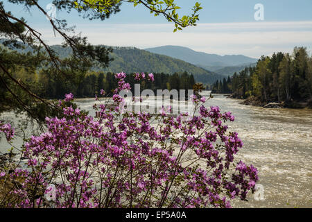 Rhododendron flowers over the Katun River. Altai Mountains, Siberia, Russia Stock Photo