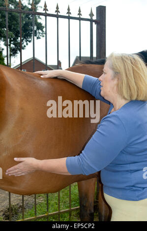 Horse shiatsu massage being carried out by practitioner to horses back ...