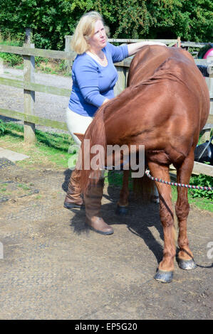 Horse shiatsu massage being carried out by practitioner to horses back ...