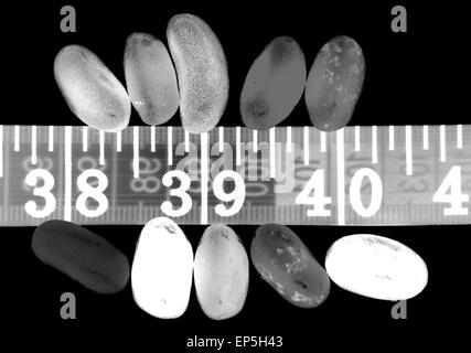 digital photogram of sweets making you fat cutout Stock Photo