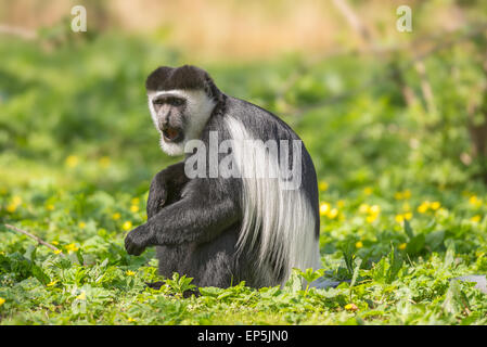 Mantled guereza (Colobus guereza) also know as the black-and-white colobus monkey Stock Photo