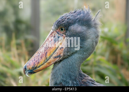 Portrait of shoebill (Balaeniceps rex) also known as whalehead or shoe-billed stork. Stock Photo