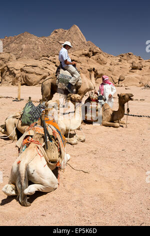 Egypt, Sinai, Sharm el Sheikh, Nabq National Park, Bedouin giving tourist camel ride Stock Photo