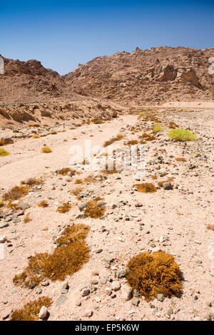 Egypt, Sinai, Sharm el Sheikh, scrub growing in arid desert wadi Stock Photo