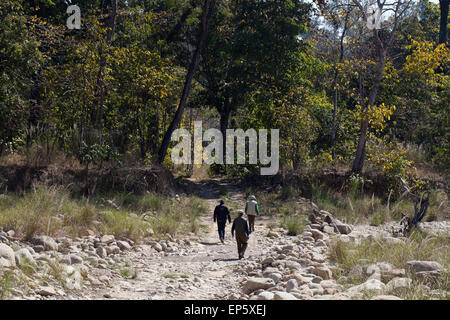 Bardia National Park. Nepal. Dry forest. Tiger (Panthera tigris) habitat. Guide going  looking for footprints in sand on road. Stock Photo