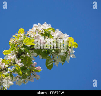 Crab apple blossom against a blue sky, (Malus sylvestris) in Spring, Hampshire, England, UK Stock Photo