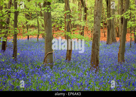 Native English Bluebells growing in beautiful countryside rural Bluebell wood with Beech trees in spring. West Stoke Chichester West Sussex England UK Stock Photo