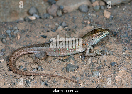 Canary islands, Fuerteventura island, Atlantic Lizard, Gallotia atlantica Stock Photo