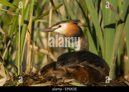 great crested grebe on nest