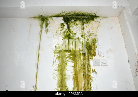 Green mold on the white ceiling and wall, with two light switch on the right - down side. Stock Photo