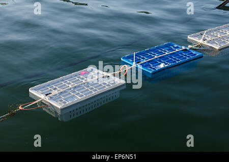 Lobster cars (crates in which live lobsters are stored) moored off the town dock on Little Cranberry Island, Maine. Stock Photo