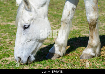 Domestic white horse grazing on grass in a field in the UK. Stock Photo