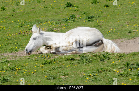 Domestic white horse rolling around on its back on grass in a field. Stock Photo