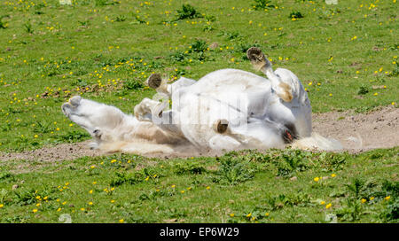 Domestic white horse rolling around on its back on grass in a field. Stock Photo