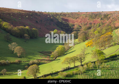 Dawn over the Punchbowl on Winsford Hill near Winsford, Exmoor National Park, Somerset, England, UK Stock Photo