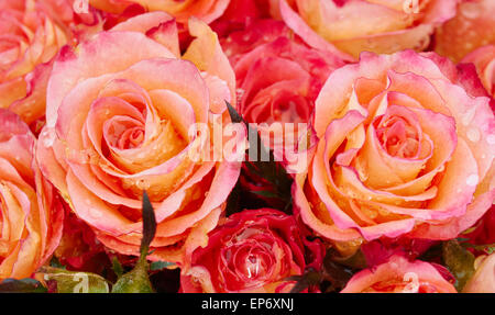 Raindrops on artificial roses on grave Barnoon Cemetery St Ives Cornwall England Europe Stock Photo