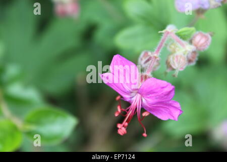 pink purple geranium Geraniaceae in summer Stock Photo