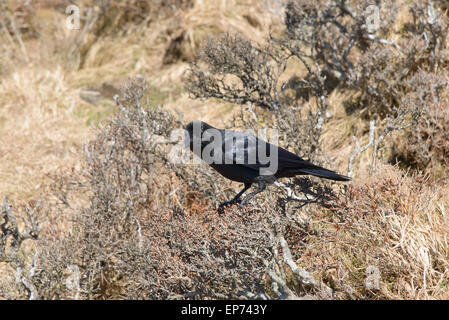 wild black craw on a brach at Hallasan mountain in Jeju Island, Korea. Stock Photo