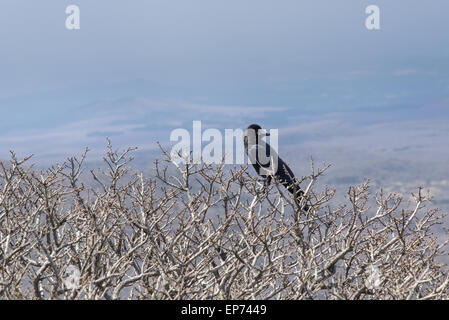 wild black craw on a brach at Hallasan mountain in Jeju Island, Korea. Stock Photo