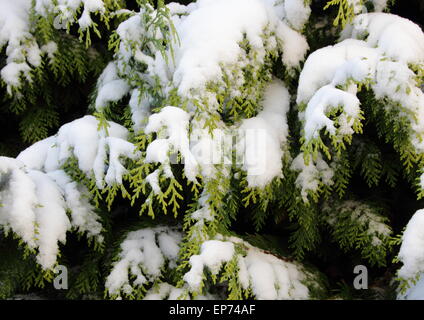 Snow covered evergreen thuja branch in winter Stock Photo
