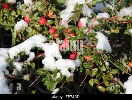 Snow covered red berries on green branch in winter Stock Photo
