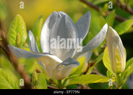 Magnolia is a large genus of about 210 flowering plant species in the subfamily Magnolioideae of the family Magnoliaceae Stock Photo