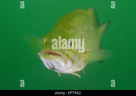 Smallmouth Bass swimming underwater. Stock Photo