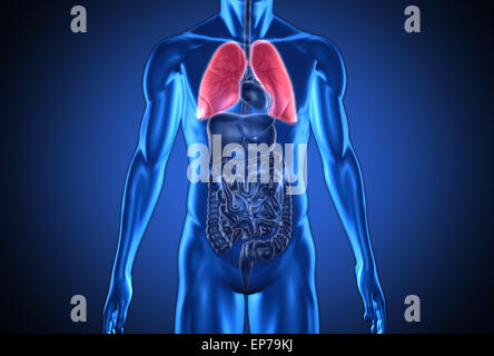 Digital blue human with highlighted red lungs Stock Photo