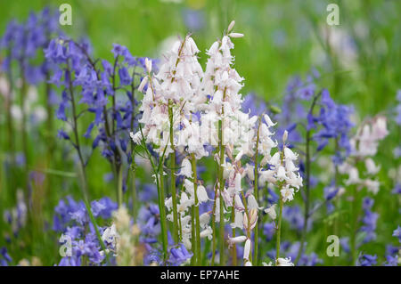 white and blue bluebells in garden Stock Photo