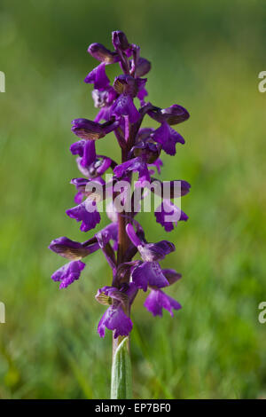 Green-winged Green-veined Orchid Orchis morio Stock Photo
