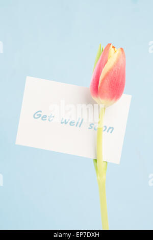 A beautiful tulip with a get well soon card Stock Photo - Alamy