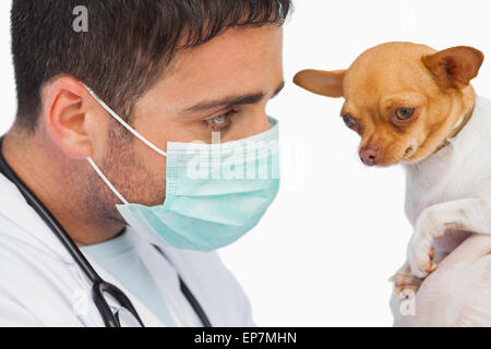 Vet holding chihuahua and wearing protective mask Stock Photo