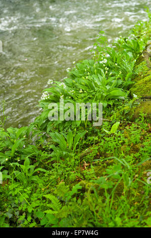 Wild garlic or Ramsons – Allium ursinum and ferns on the banks of the Harbourne River, Devon, UK Stock Photo