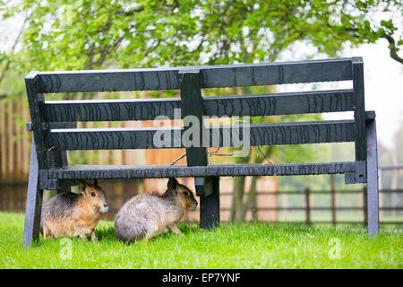 Dunstable, Bedfordshire, UK. 14th May, 2015. Animals deal with rain and adverse weather at ZSL Whipsnade Zoo.  A pair of soaked mara take shelter beneath a bench during a torrential downpour. Credit:  Dave Stevenson/Alamy Live News Stock Photo