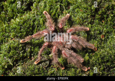 The Antilles pinktoe tarantula (Avicularia versicolor), also known as the Martinique red tree spider or the Martinique pinktoe, Stock Photo