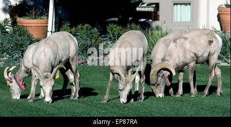 Desert Bighorn Sheep often surprise hotel guests by grazing on the green grass and flowers at the Ritz-Carlton resort in Rancho Mirage, California, USA. These wild sheep (Ovis canadensis nelsoni) wear ear tags and radio collars to help wildlife authorities monitor their activities. A small subgroup named Peninsular bighorns range in the Santa Rosa Mountains where this luxury resort overlooks the Coachella Valley and famed desert resort city of Palm Springs. Stock Photo