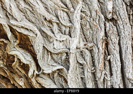 rugged rough bark on an old cottonwood tree Stock Photo