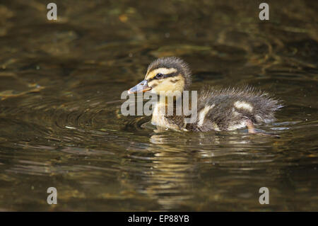 mallard duck duckling swimming in a creek Stock Photo