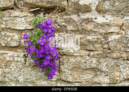 Viola 'Velour Purple and White' (Violaceae / Violaceae) growing from stone wall Stock Photo